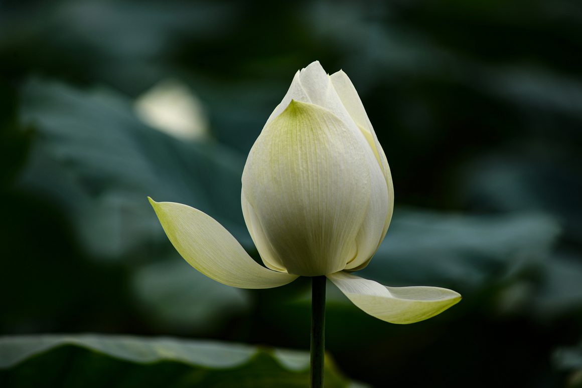 A closed white lotus bud on a slender green stem, two outer petals curving away from its base, against dark, blurred lotus leaves
